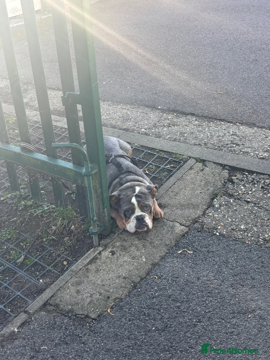 Old Tyme Bulldog dogs for sale: Ralph / Ralphy old tyme bulldog  in St Albans - Advert 10
