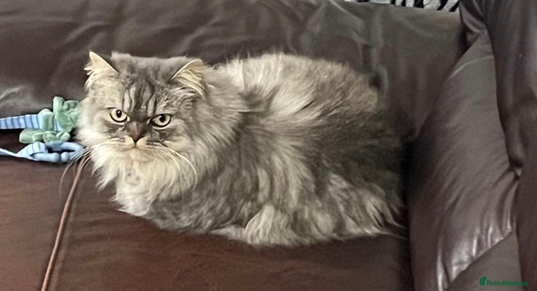 Persian cats for sale: Persian male  - Image 9