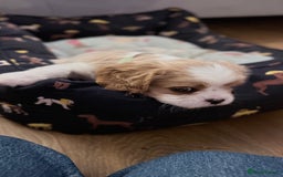 Cavalier King Charles Spaniel dogs for sale: 1 Adorable Cavalier King Charles Puppy for sale - Image 13