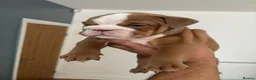 English Bulldog dogs for sale: REDUCED LAST 2 BULLDOG GIRLS ( choc tan) - Advert 31