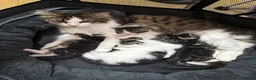 Mixed Breed cats for sale: Beautiful & Bonnie Boys & Mumma - Advert 24