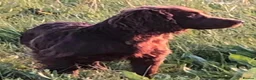 Cocker Spaniel dogs for sale: Amazing cocker spaniels  - Advert 12