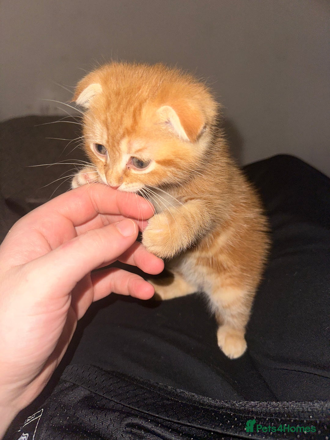 Scottish Fold cats for sale: Ginger Scottish fold/straights - Advert 10