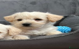 West Highland Terrier dogs for sale: Beautiful westiepoo puppies  - Advert 8