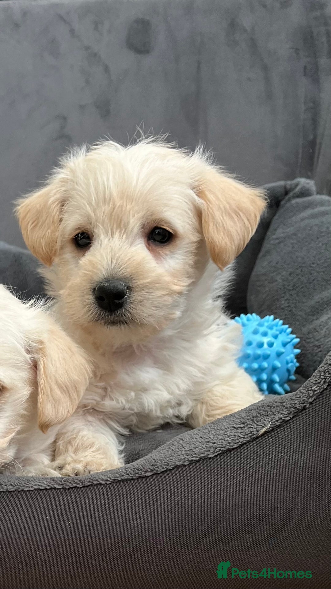 West Highland Terrier dogs for sale: Beautiful westiepoo puppies  - Advert 8