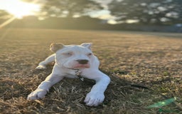 Mixed Breed dogs for sale: Dexter  - Image 12