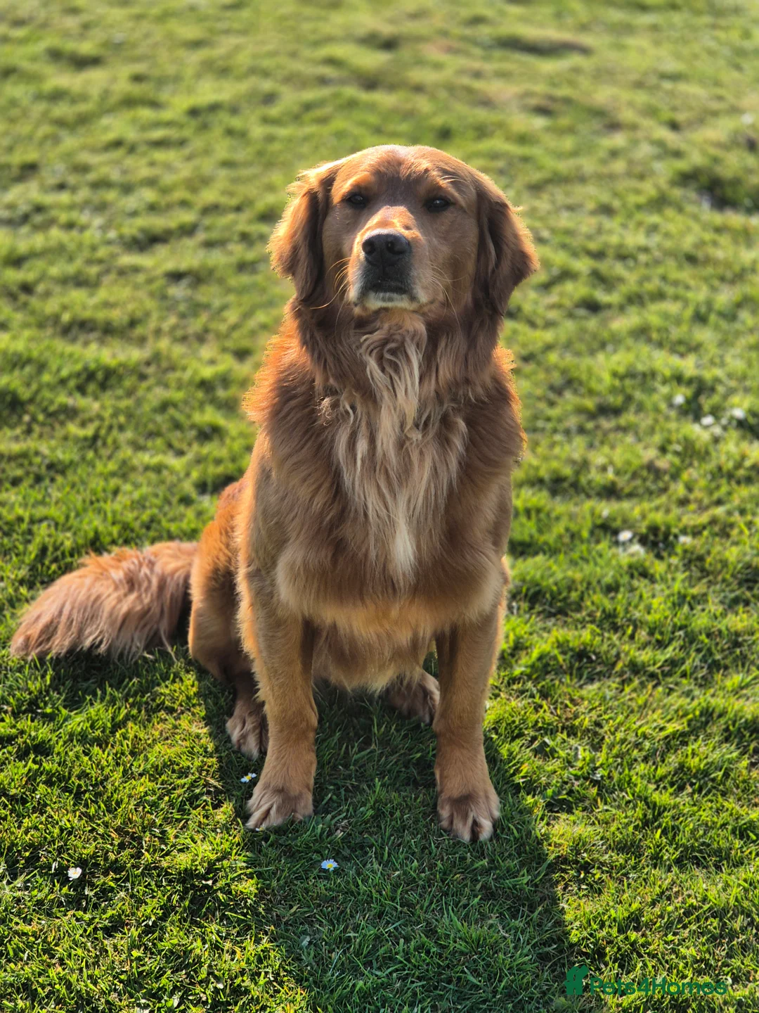 Golden Retriever dogs for stud: KC GOLDEN RETRIEVER HEALTH TESTED STUD  in Carmarthen - Advert 2