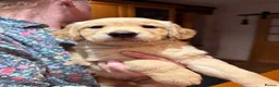 Golden Retriever dogs for sale: KC Registered Golden Retriever Puppies - Advert 4