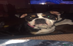 Olde English Bulldogge dogs for sale: 5yr old bulldog for rehoming  - Image 4