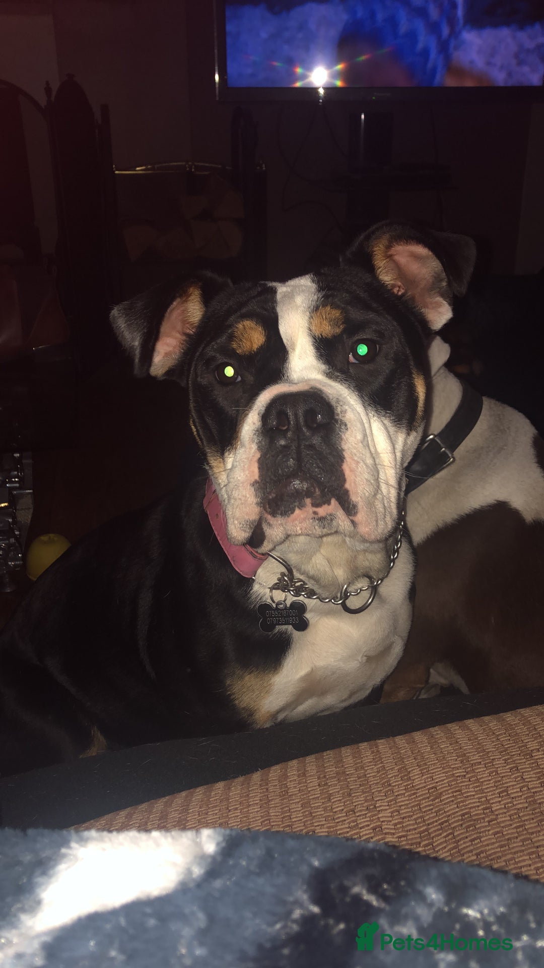 Olde English Bulldogge dogs for sale: 5yr old bulldog for rehoming  - Image 4