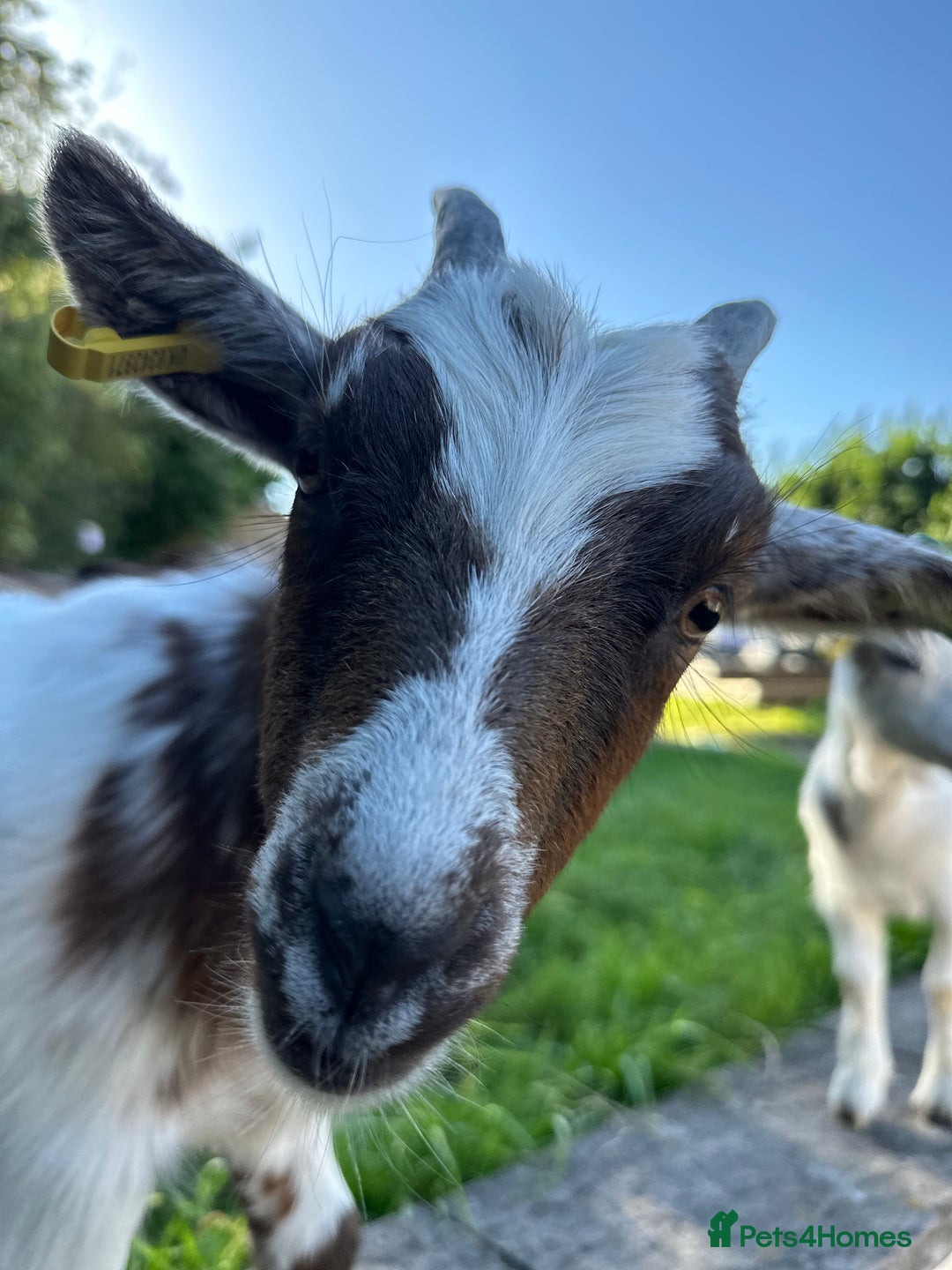 Goats livestock for sale: 2 MALE PYGMY GOATS FREE TO GOOD HOME - Image 9