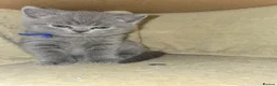 British Shorthair cats for sale: Beautiful British Shorthair kittens  - Advert 15