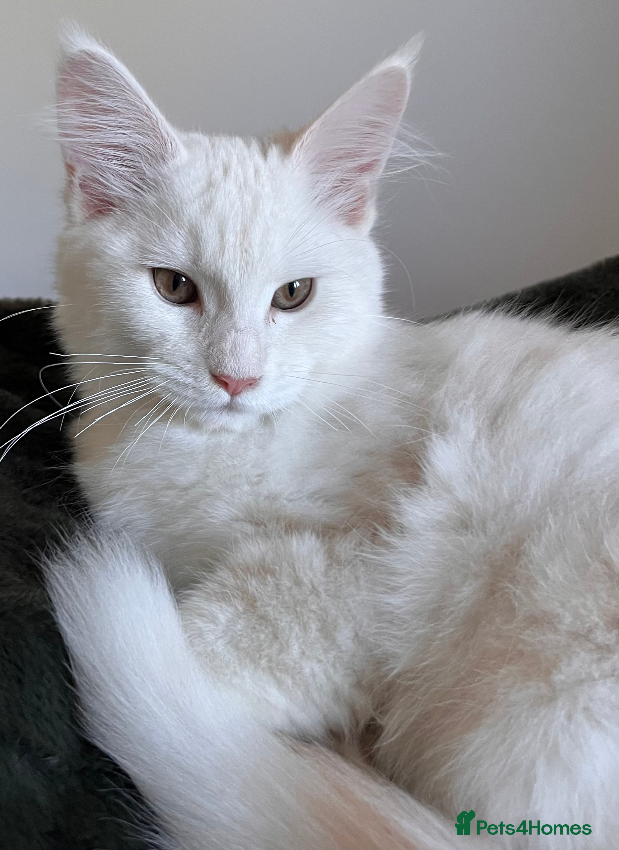 Maine Coon cats Purebred Maine Coon Kitten - Advert 1