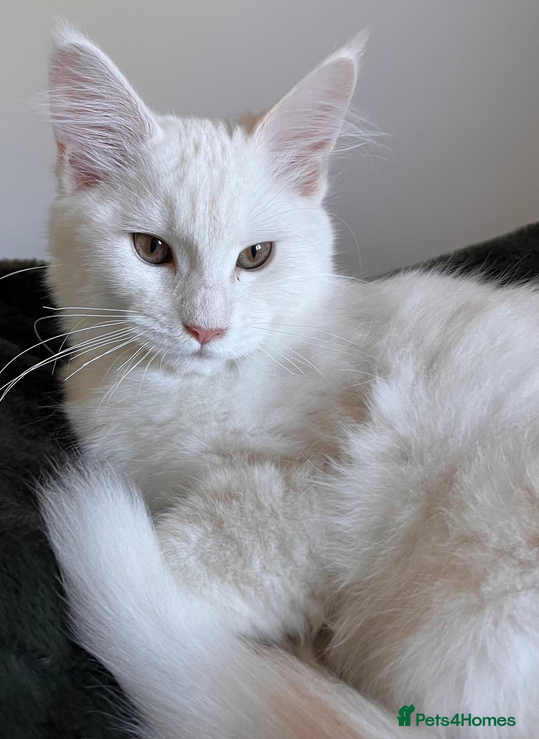 Maine Coon cats for sale: Purebred Maine Coon Kitten - Advert 1