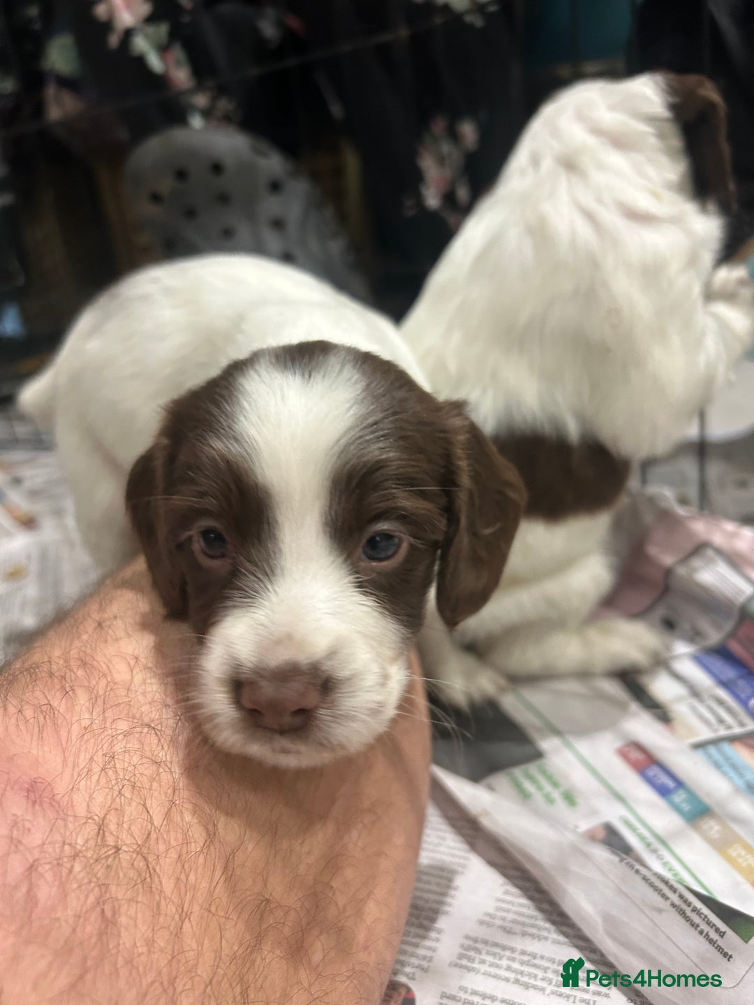 Sprocker dogs for sale: Working Sprocker Spaniels  - Advert 10