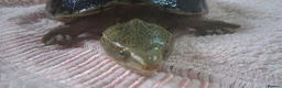 Turtle reptiles for sale: Healthy Pet Musk Turtle.Available with Full Setup. in Nottingham - Advert 11