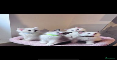 Ragdoll cats - Advert 11