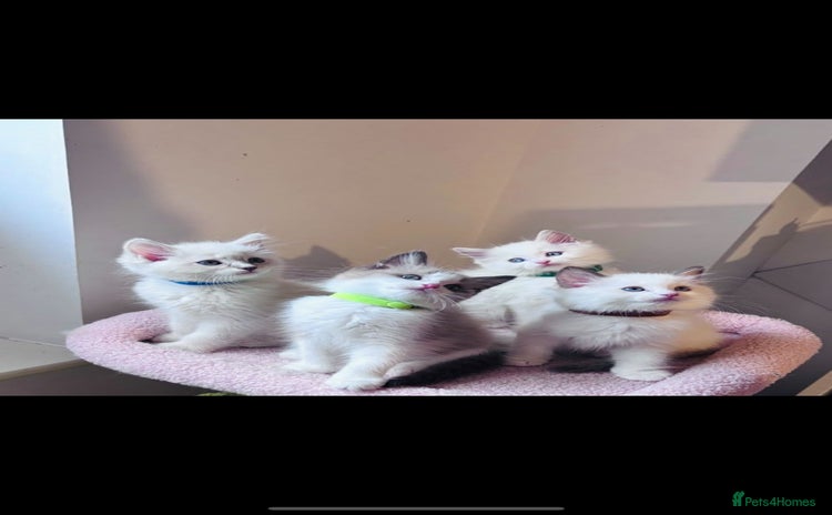 Ragdoll cats - Advert 1