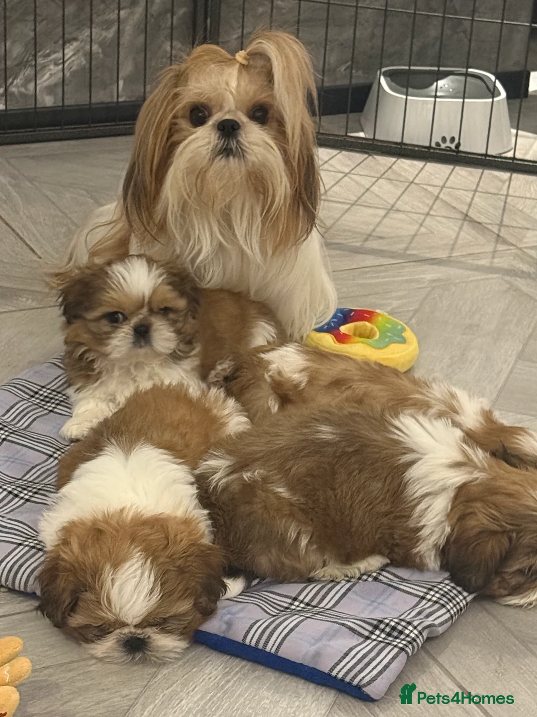 Shih Tzu dogs for sale: Stunning breed standard Shih Tzus  - Advert 2