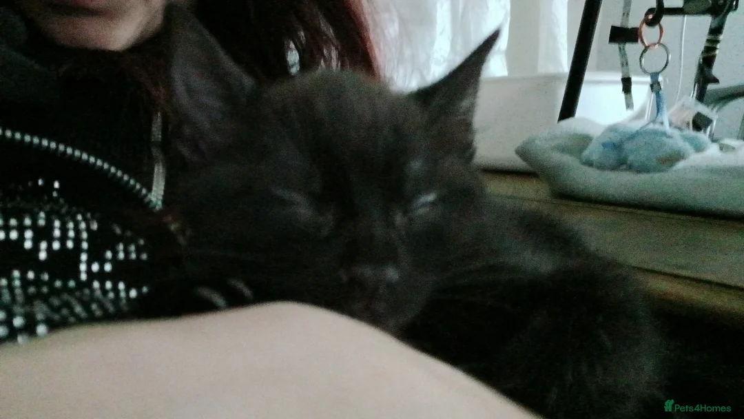 Mixed Breed cats for sale: Baby kitten for sale  - Advert 7