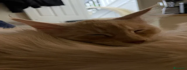 Goliath