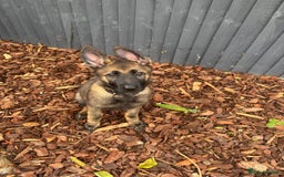 German Shepherd dogs for sale: Dark Sable German Shepherd Puppy (Male) - Advert 12