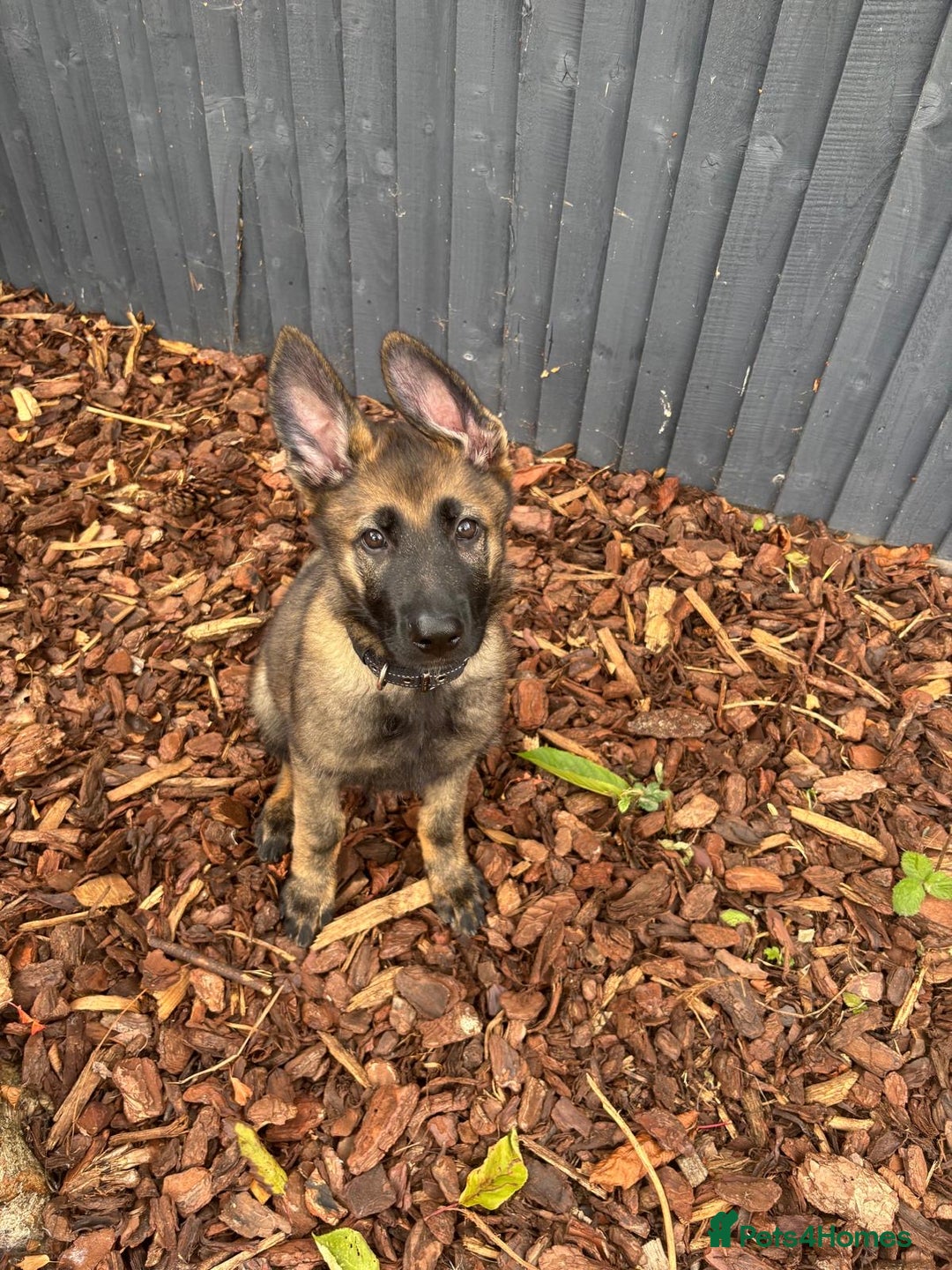 German Shepherd dogs for sale: Dark Sable German Shepherd Puppy (Male) - Advert 12