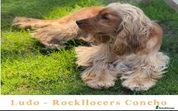 Cocker Spaniel dogs for sale: KC Stunning Golden Show-Type Cocker Spaniel  - Advert 18