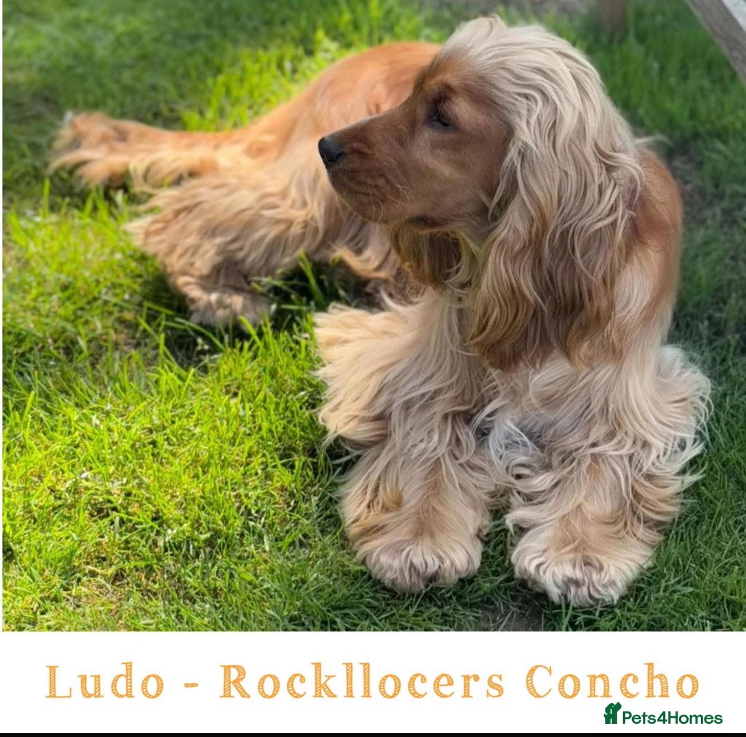 Cocker Spaniel dogs for sale: KC Stunning Golden Show-Type Cocker Spaniel  - Advert 18