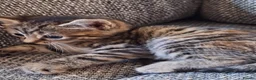 Mixed Breed cats for sale: Beautiful 😻 kittens ready for a new family  - Advert 10