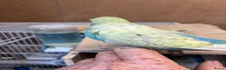 Budgerigars birds for sale: Baby budgies  - Advert 4