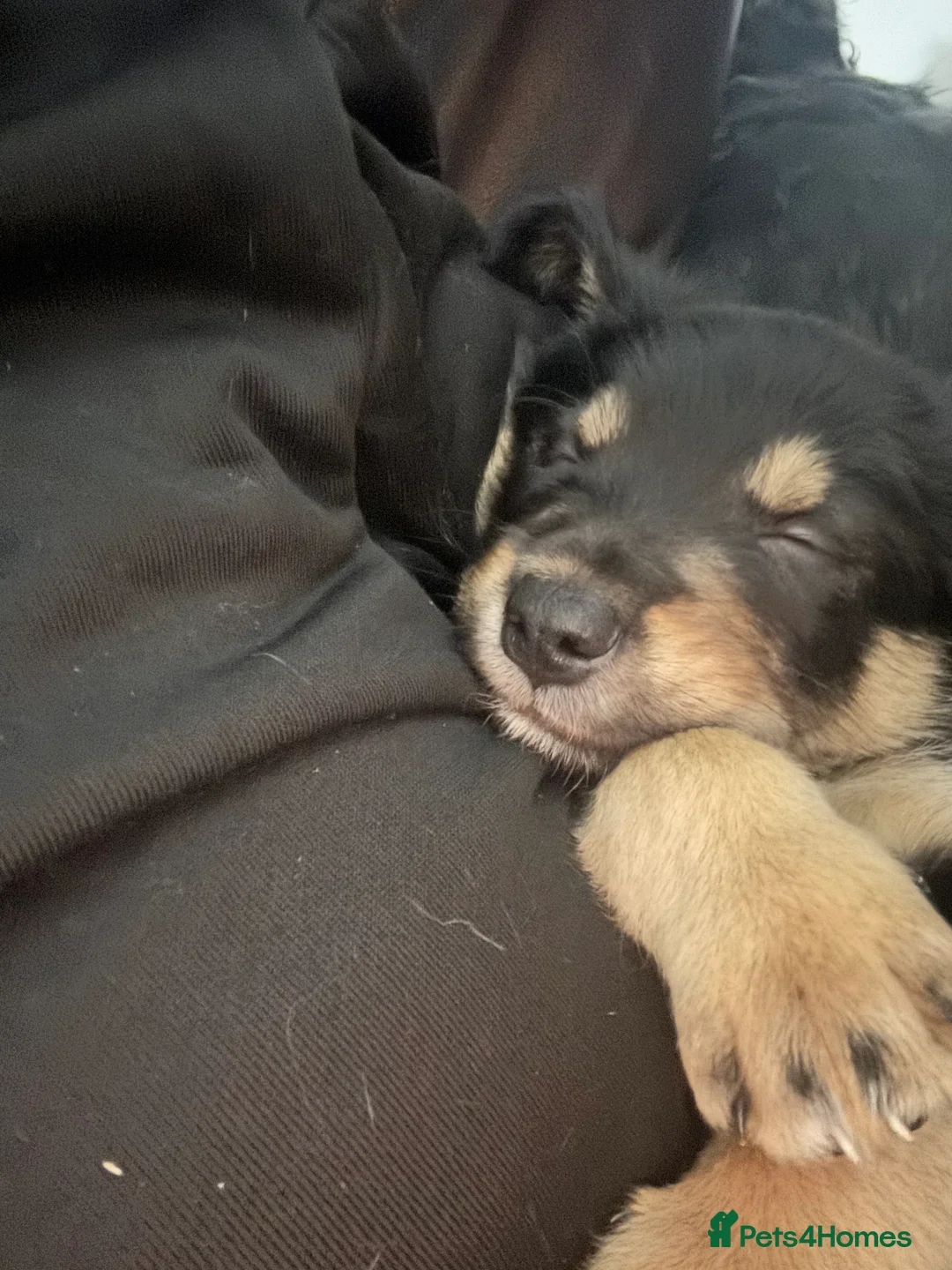 Mixed Breed dogs for sale: Collie x New Zealand hunt away  - Advert 3