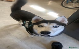 Siberian Husky dogs for sale: Husky - Image 3