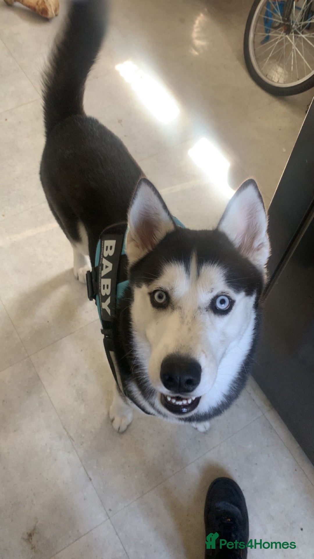 Siberian Husky dogs for sale: Husky - Image 3