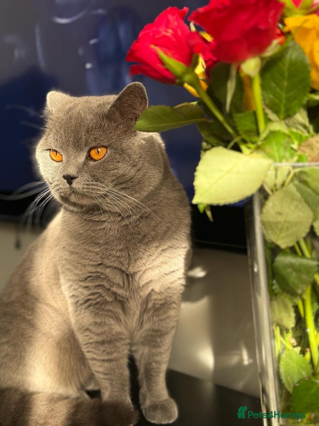 British Shorthair cats for sale: A charming and kind boy. - Advert 4
