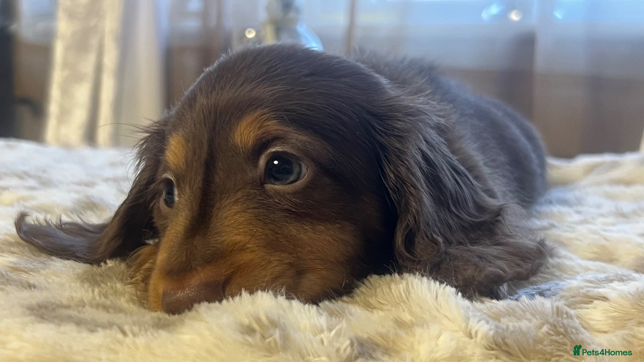 Miniature Dachshund dogs 🐾 Stunning Chocolate Cream Mini Longhair Boys ✨🐶 - Advert 18