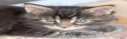 Maine Coon cats for sale: Chunky loveable Maine Coon Boy - Advert 5