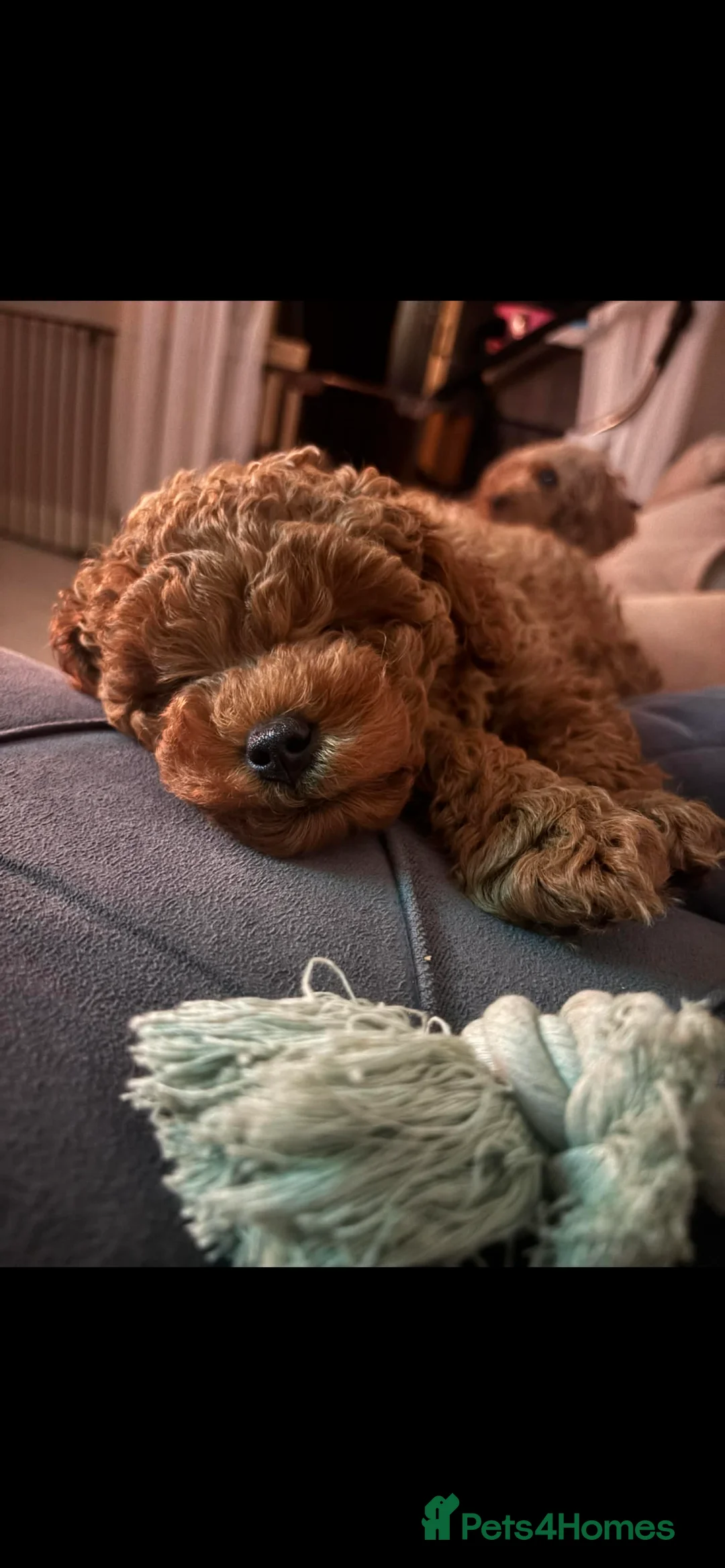 Toy Poodle dogs for sale: 💙Beautiful Toy Poodle Puppy, male, 9 weeks 💙 in Ipswich - Advert 3