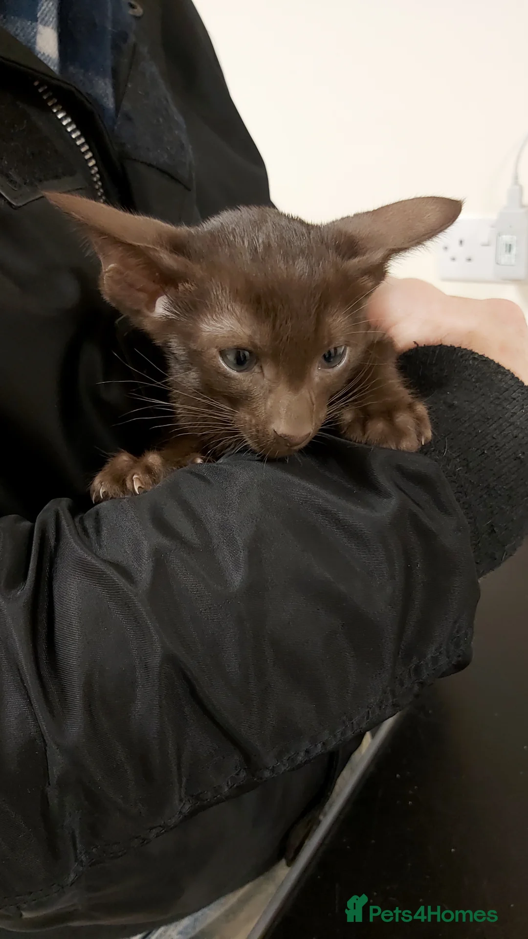 Oriental cats for sale: Full Pedigree Oriental 6 Kittens XL size ears GCCF - Advert 5