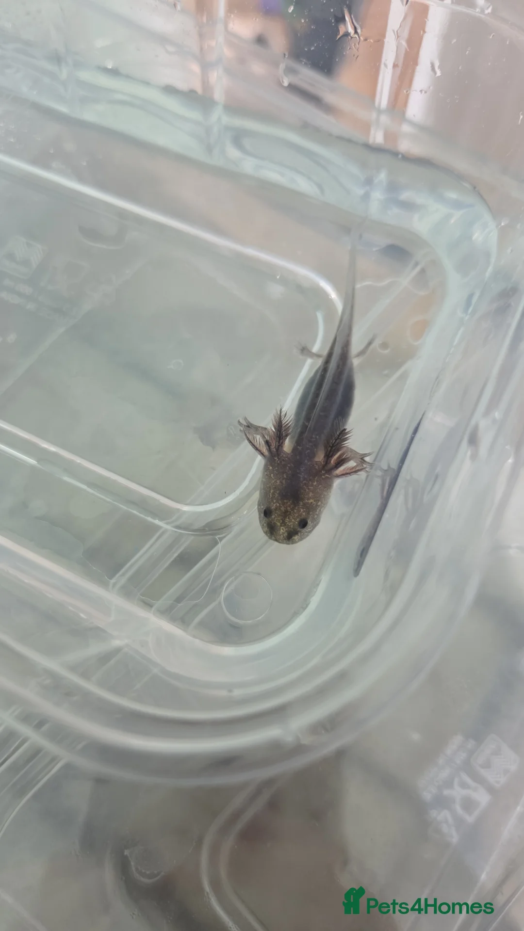 Axolotl reptiles for sale: 3 month old Axolotl's for sale - Advert 6