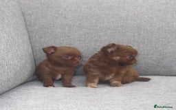 Chihuahua dogs for sale: Russian CHAMPION Apple head/Chihuahuas - Image 1