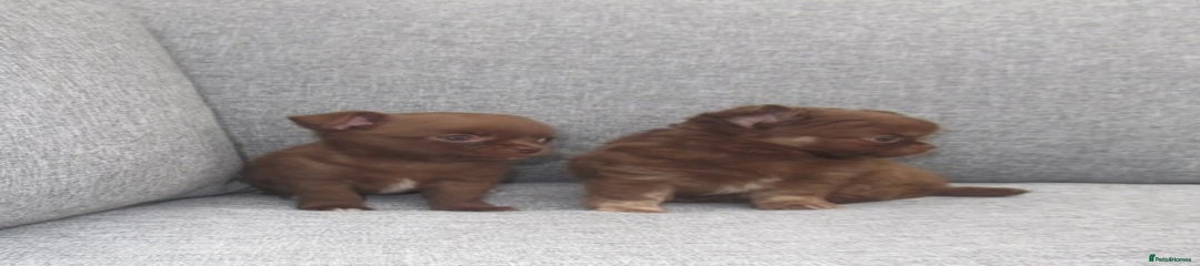 Chihuahua Puppy 2
