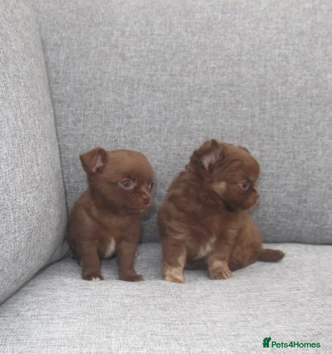 Chihuahua dogs for sale: Russian CHAMPION Apple head/Chihuahuas - Image 1