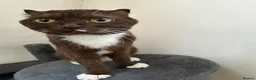 Scottish Fold cats for sale: Scottish fold brown and white cat  - Advert 5