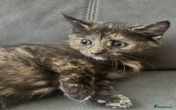 British Shorthair cats for sale: Beautiful Purebreed British Shorthair X Tabby - Image 6