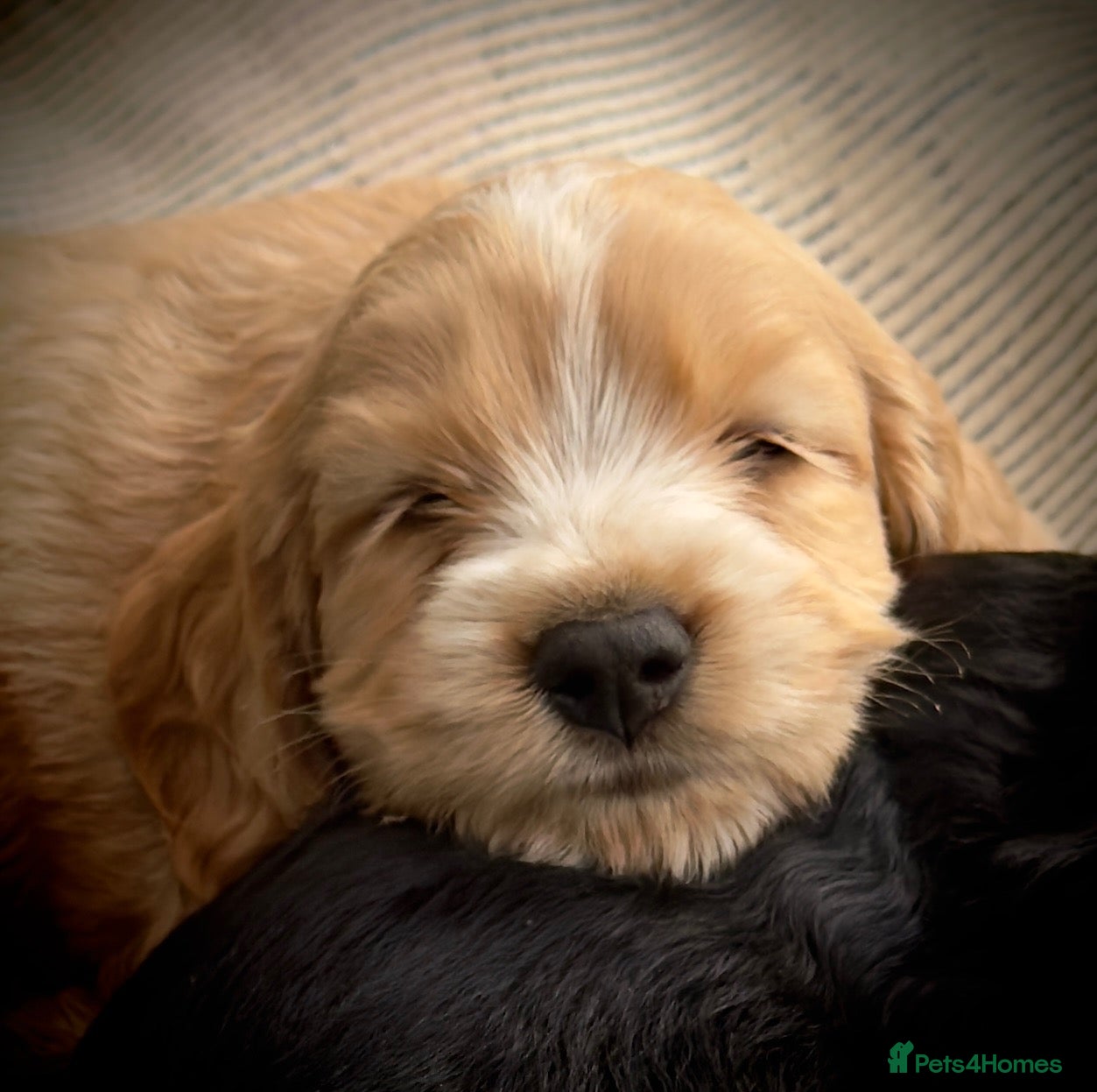 Cocker Spaniel dogs Cocker spaniel puppies - Advert 13