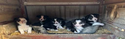 Border Collie dogs for sale: Border Collie Pups in Machynlleth - Advert 20