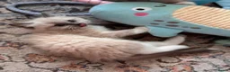 Ragdoll cats for sale: Beautiful Blue Point Mitted Ragdoll Boy - Advert 7