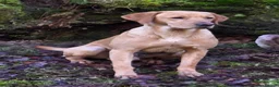 Labrador Retriever dogs for stud: Proven Working Labrador Retriever for Stud in Aberystwyth - Advert 6