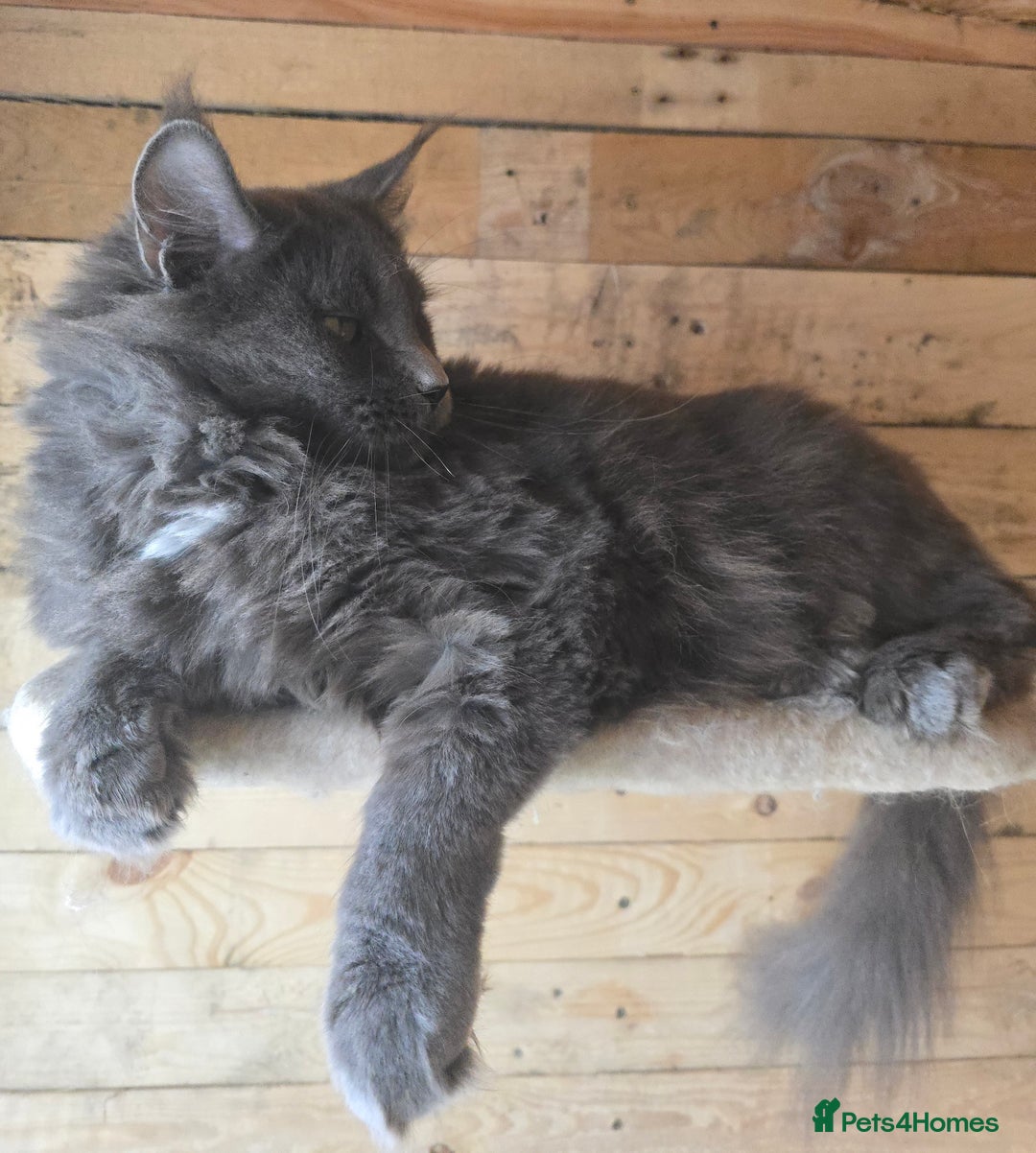Maine Coon cats for sale: Maine Coon Kittens LARGE Blue/Black Tortie/Tabby - Advert 21